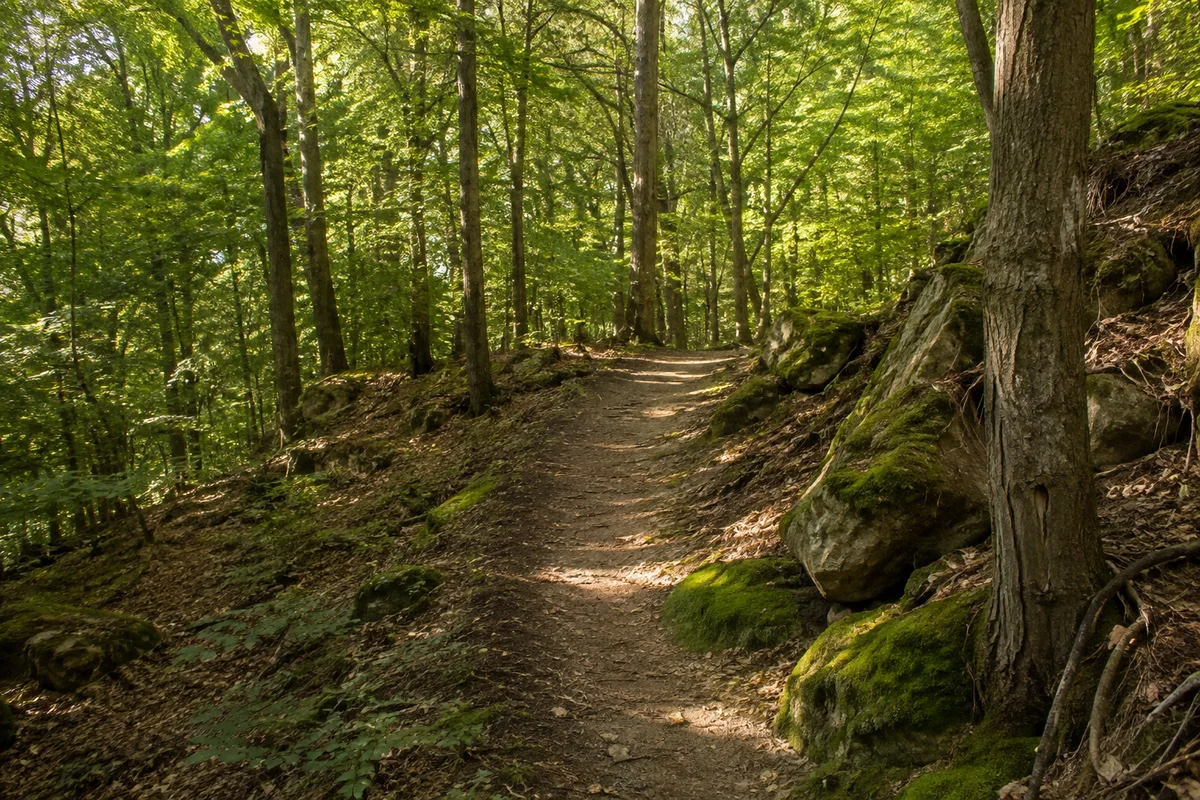 Collmer Hangwald: ansteigender erdiger Wanderweg zwischen Laubbäumen und bemoosten Steinen