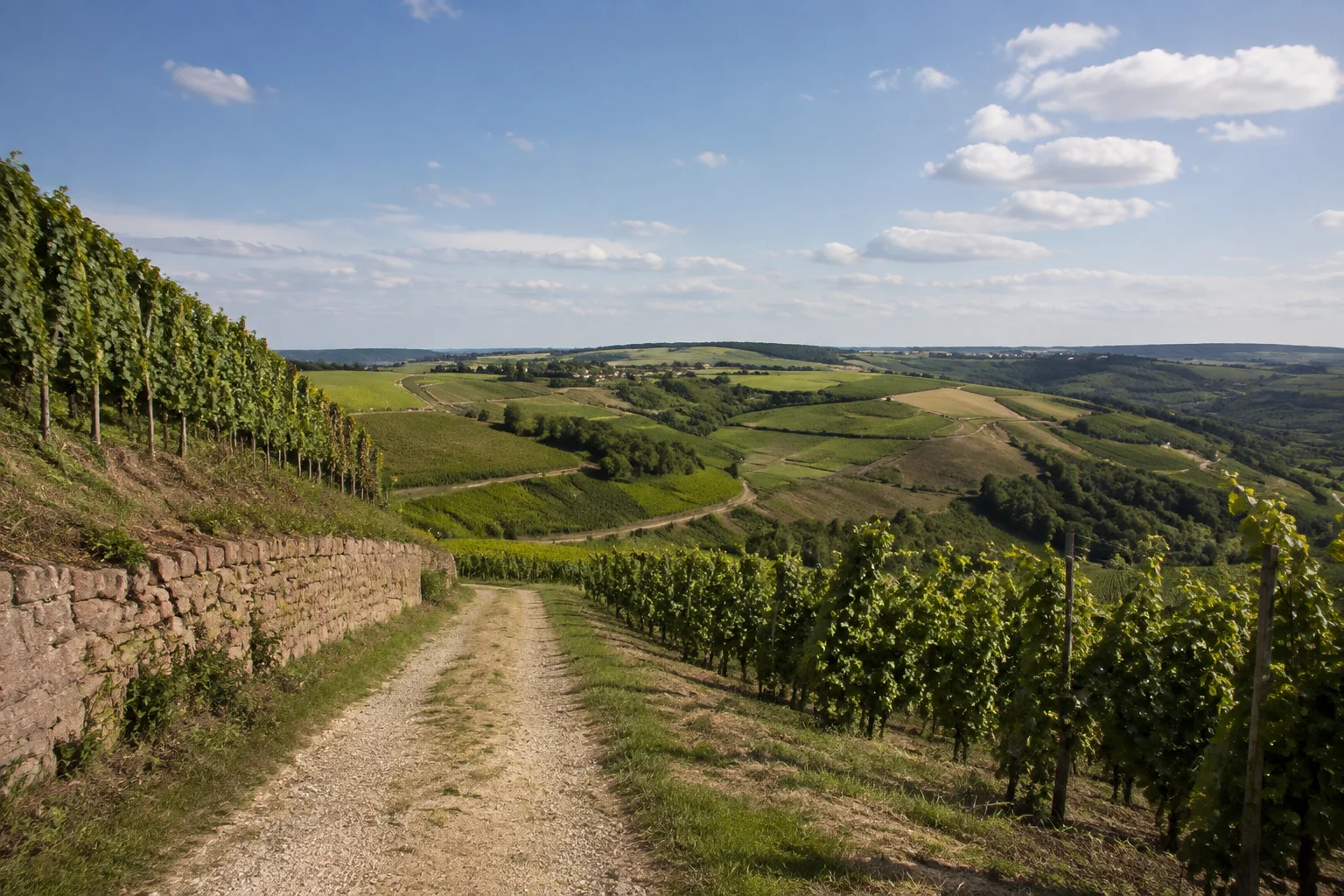 Dertinger Weinlandschaft: geordnete Rebreihen an niedrigen sonnigen Hängen, Feldweg mit weitem Blick über sanfte Hügel.