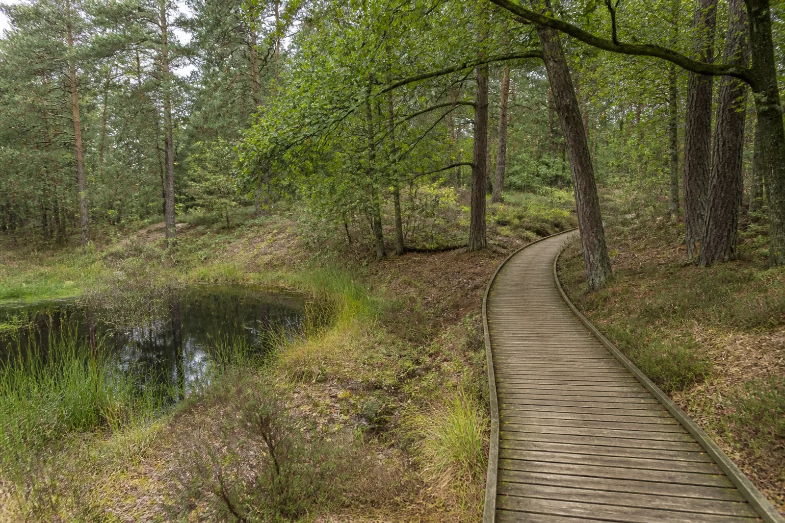 Bohlenweg an einem Moorgewässer im Diersfordter Wald bei Wesel