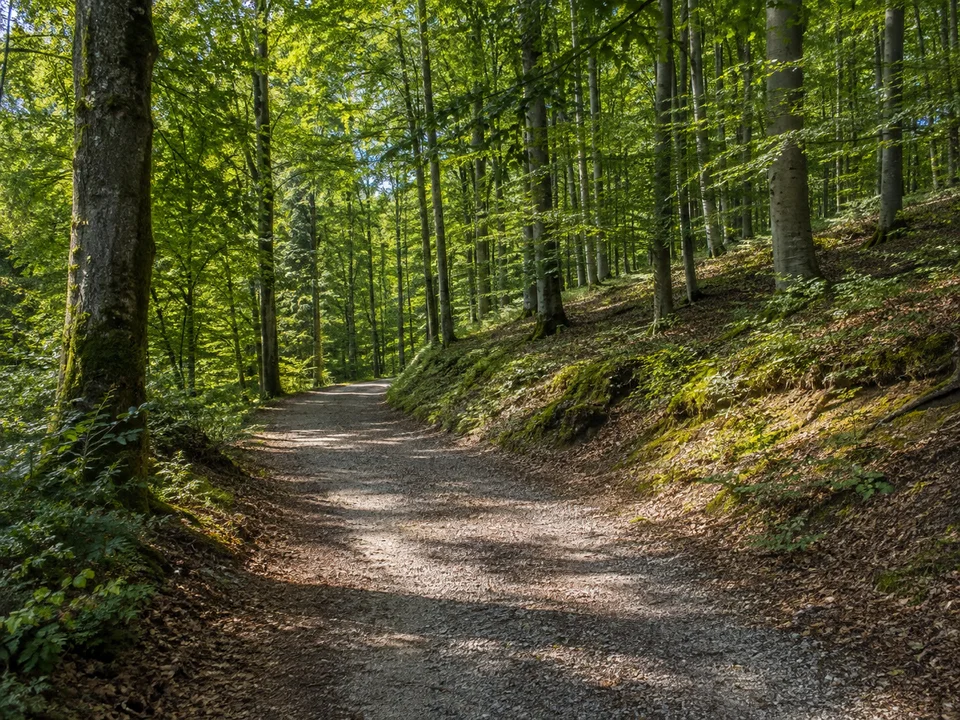 Bodanrück-Mischwald: Breiter gewundener Weg durch sommerlichen Buchenmischwald auf sanft hügeligem Boden