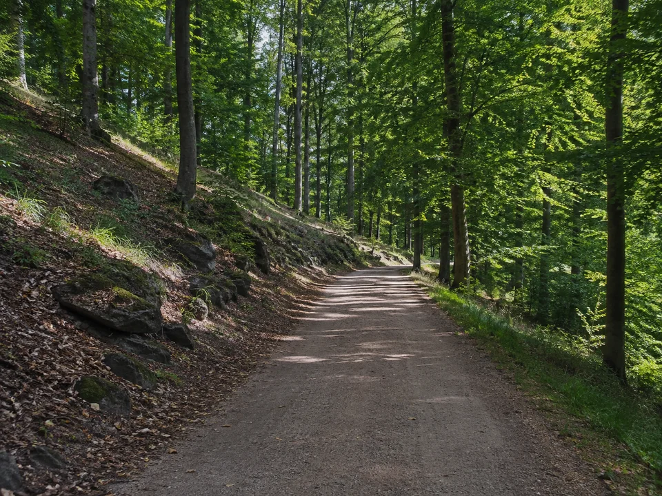 Kirschenwäldchen: Breiter fester Weg in hügeligem Buchenwald mit wenigen dunklen Basaltsteinen am Rand