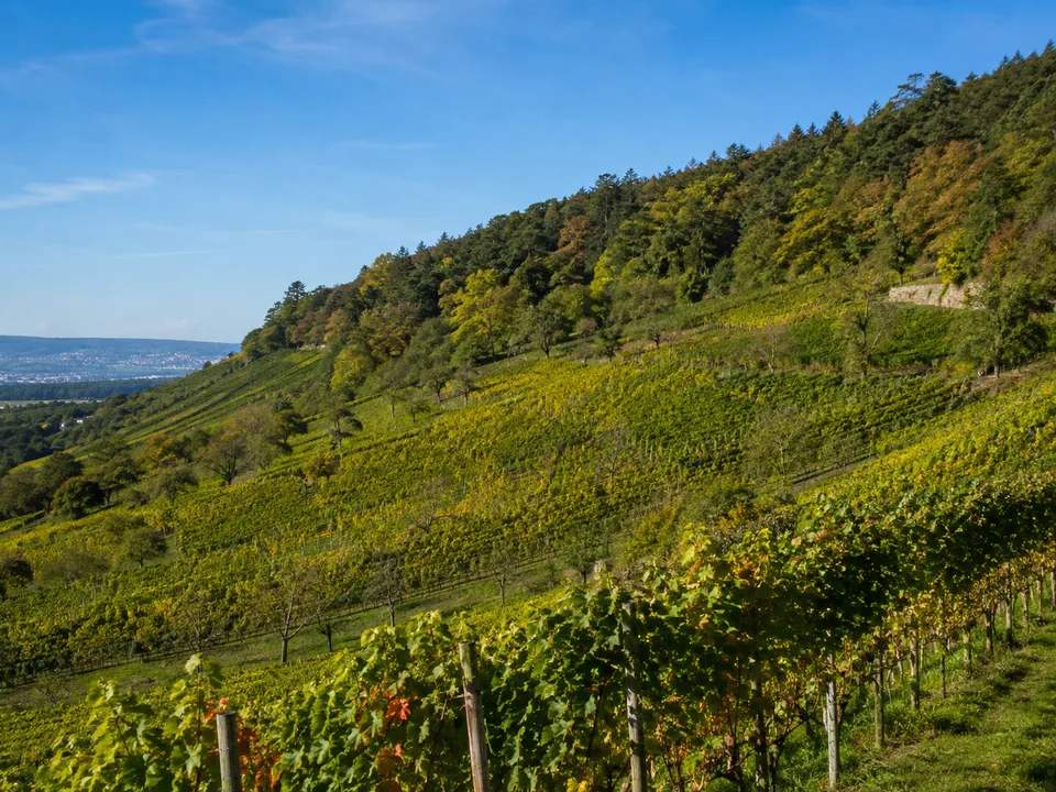 Frauensteiner Hänge: Weinberge und Streuobst unter bewaldeten Taunushöhen