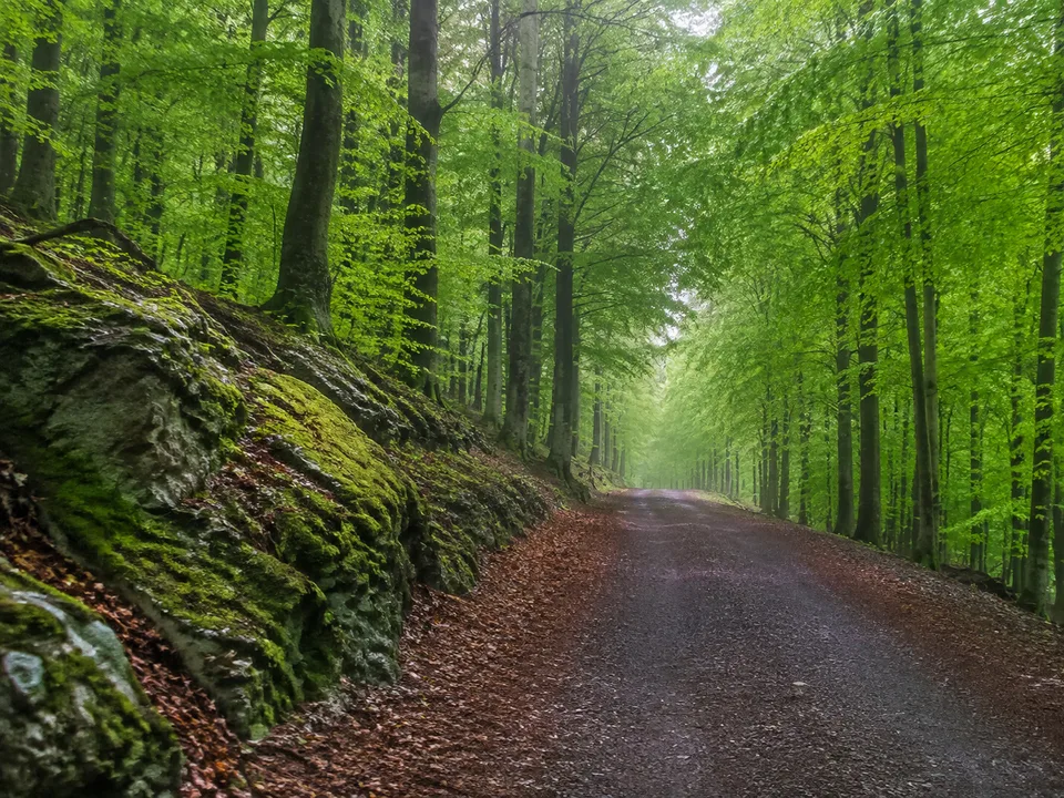 Schläferskopf: breiter Waldweg auf dem Wiesbadener Taunuskamm
