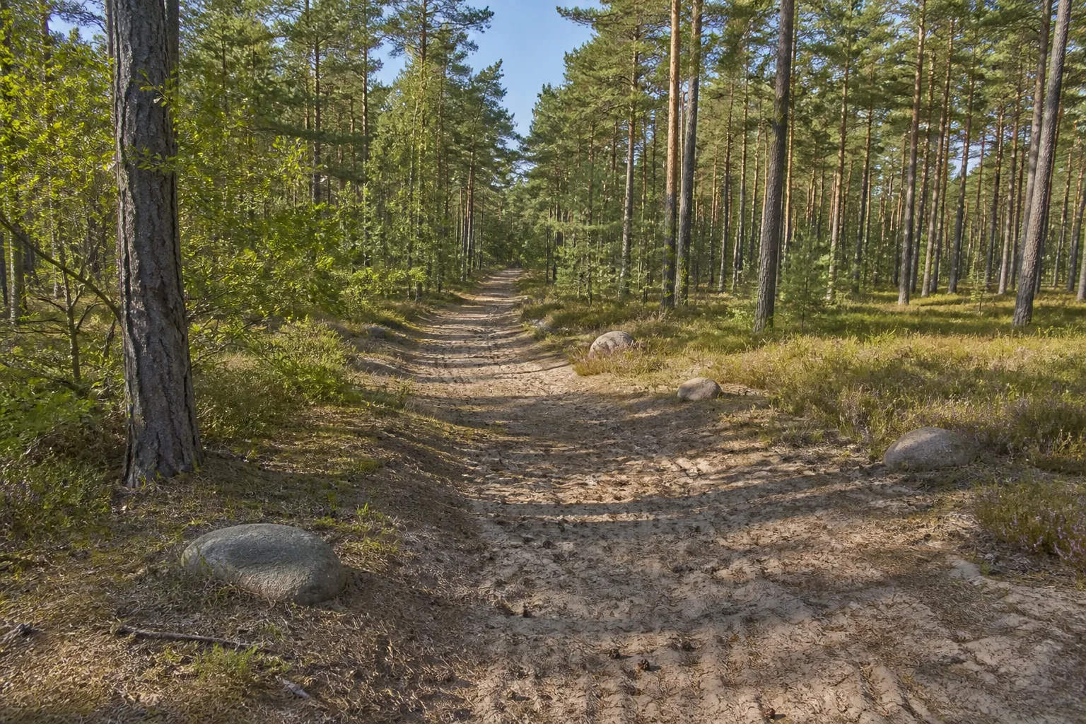 Medewitzer Wald: sandiger Kiefernwaldweg mit verstreuten rundlichen eiszeitlichen Steinen