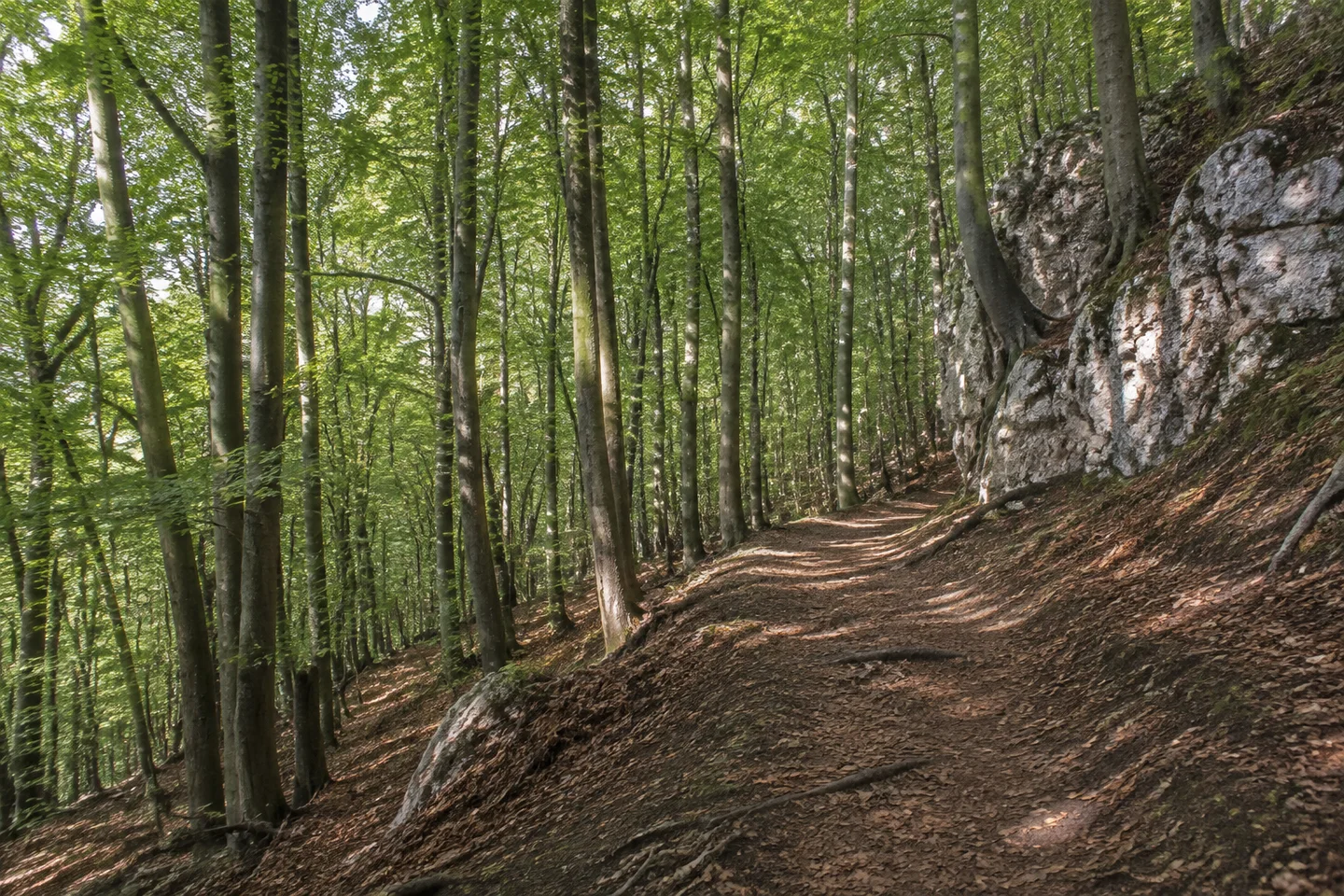 Breiter Waldpfad am Hang nahe Streitberg, hellgraue kleine Dolomitfelsen im Buchenwald, trockenes Laub und Wurzeln, kein Höhleneingang und keine Burg.