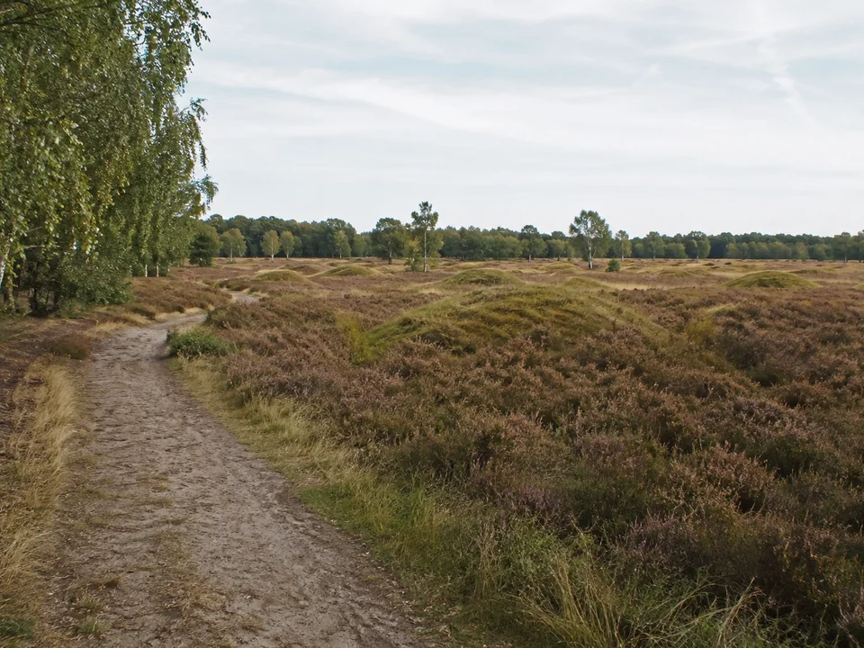 Pestruper Gräberfeld: Weite flache Heide mit vielen niedrigen runden gras- und heidebewachsenen Grabhügeln, Birken am Rand, keine Steinkreise
