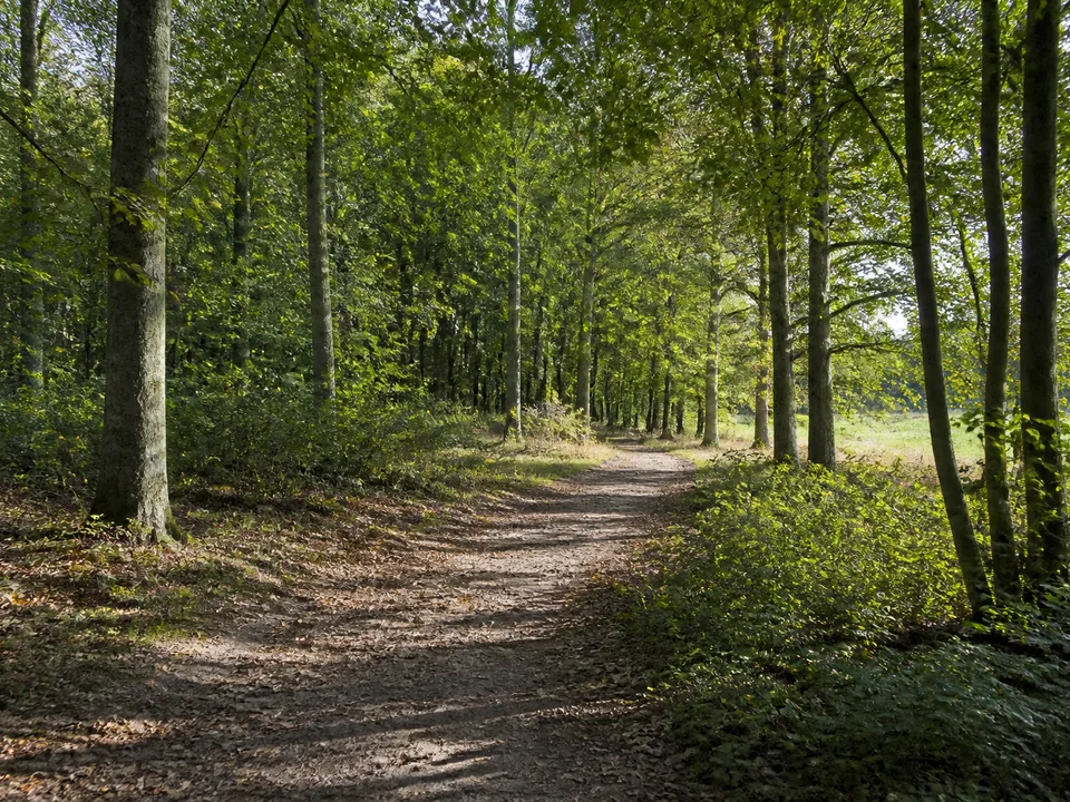 Spascher Wald: Sandiger Waldweg durch Eichen und Buchen auf sanftem Geestrücken bei der Hunte, kleine Lichtungen, keine Berge