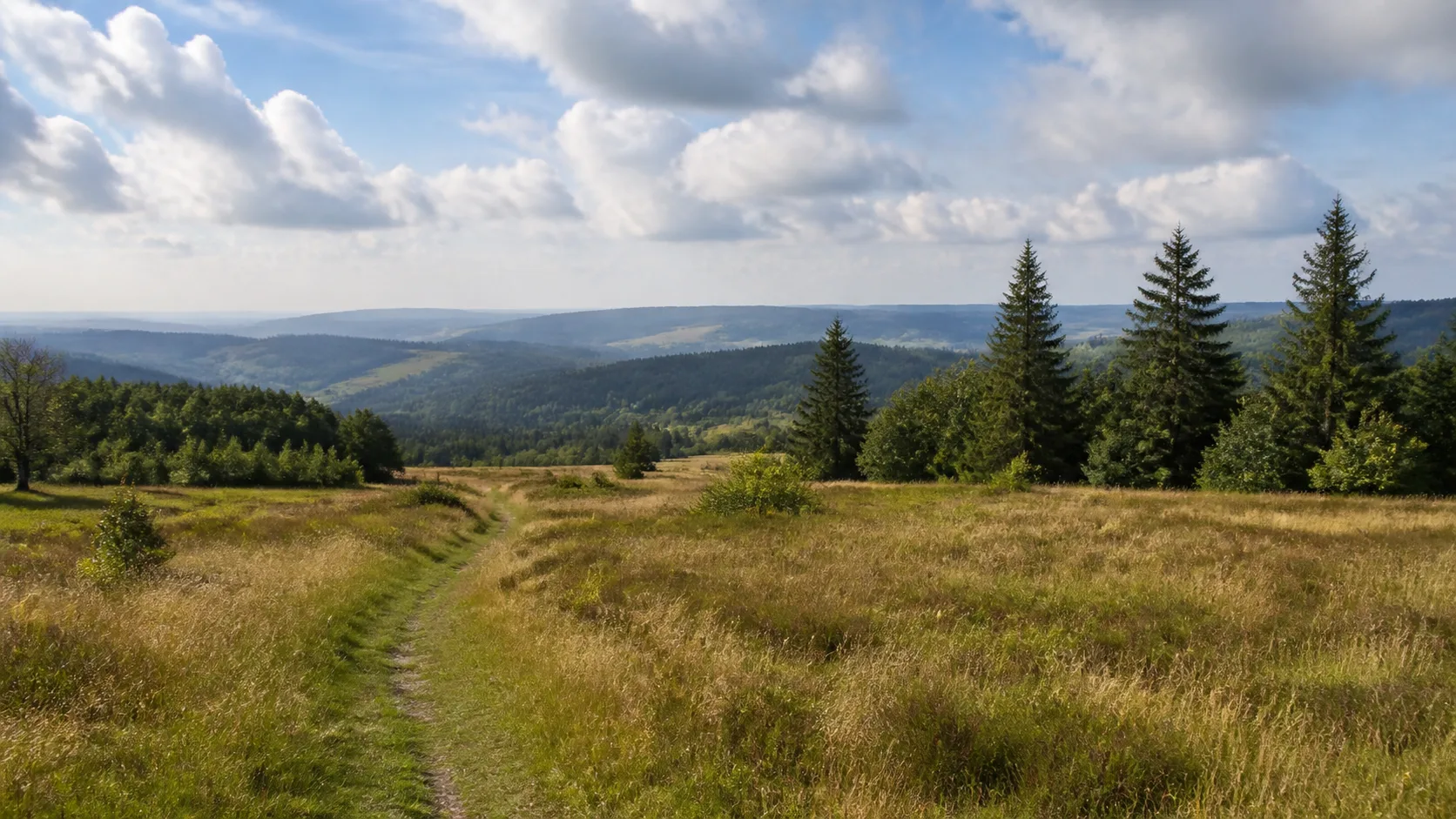 Wildewiese: Bergwiesen und Waldkamm bei Wildewiese