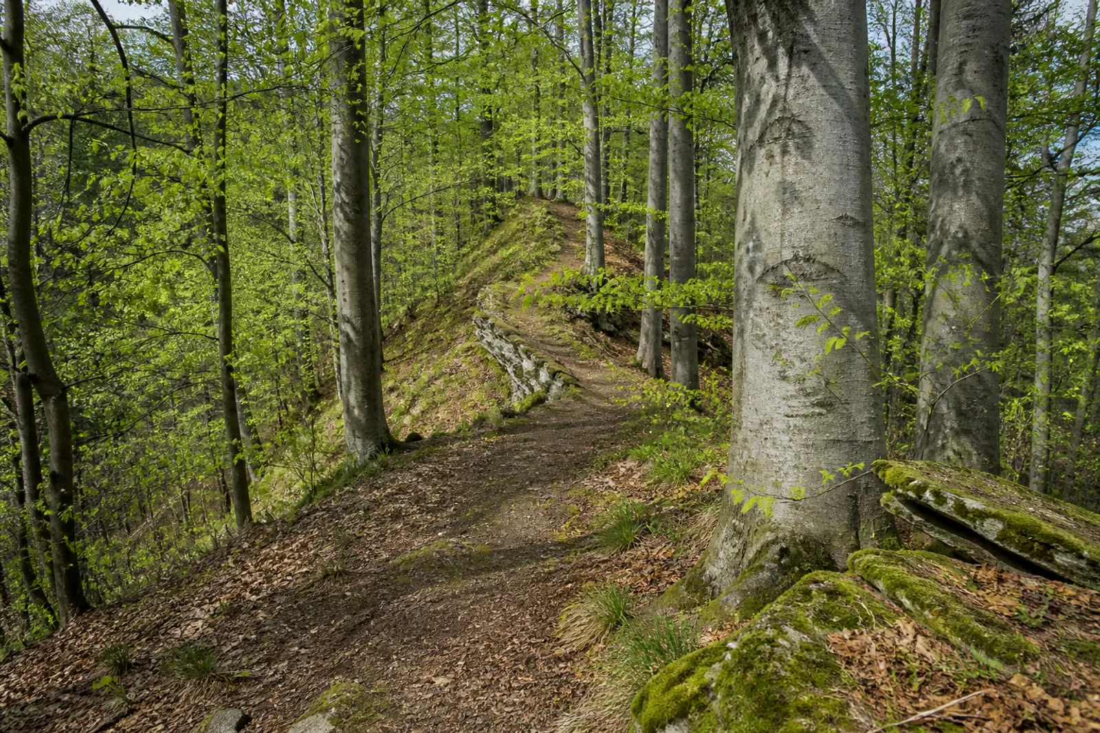 Buchenwaldpfad auf der Egge