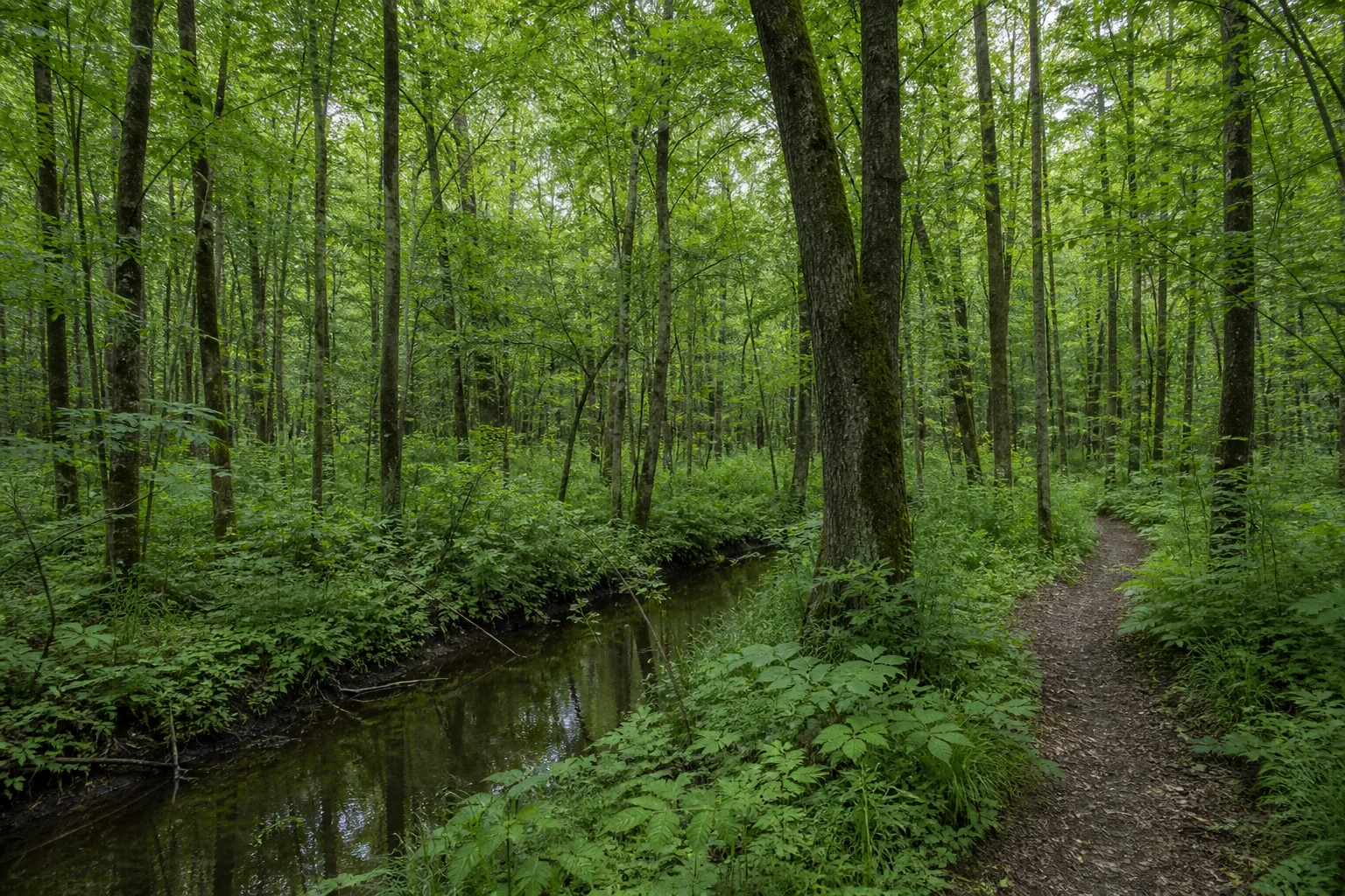 Schiefbahner Bruch beim Wandern in Willich