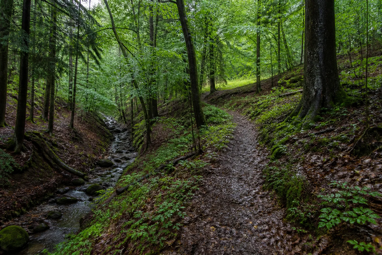 Feuchter Waldpfad an einem Bach in der Leuscheid bei Windeck