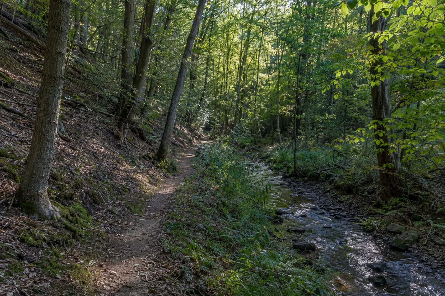 Bewaldete Talhänge bei Hochstein im Nordpfälzer Bergland mit schmalem Talweg.