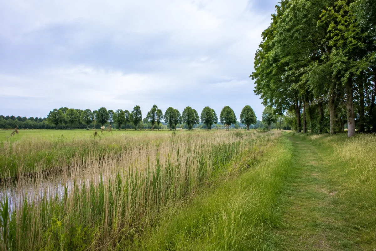 Offene Landschaft am Redentiner Stadtrand mit Schilf und Baumreihen