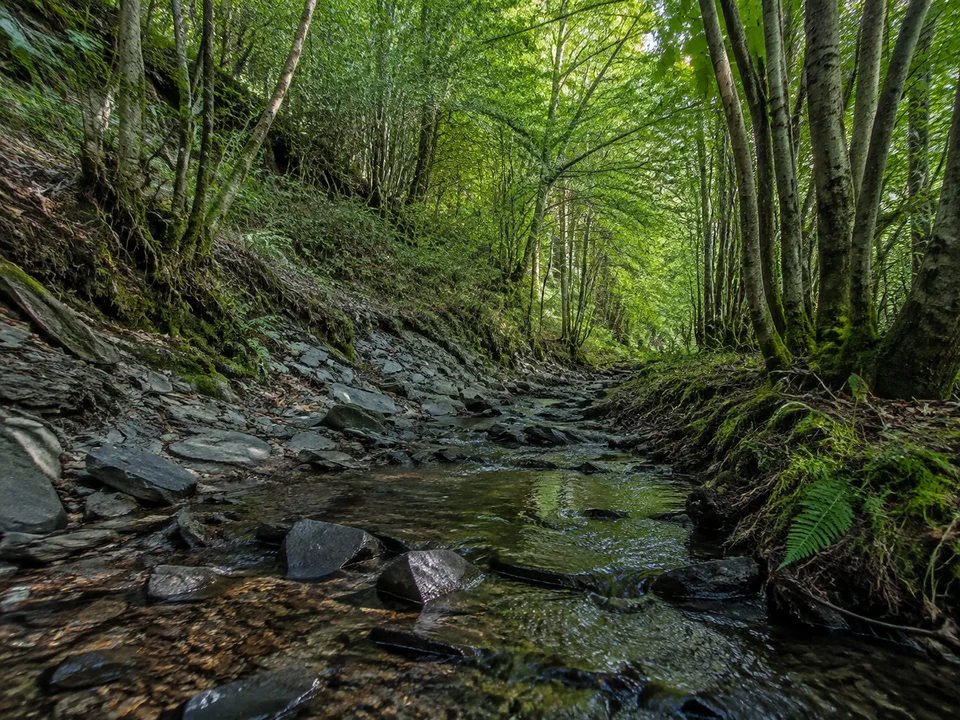 Wisperbach: Schmaler steiniger Bach unter Erlen in einem engen schattigen Waldtal mit Schiefergestein