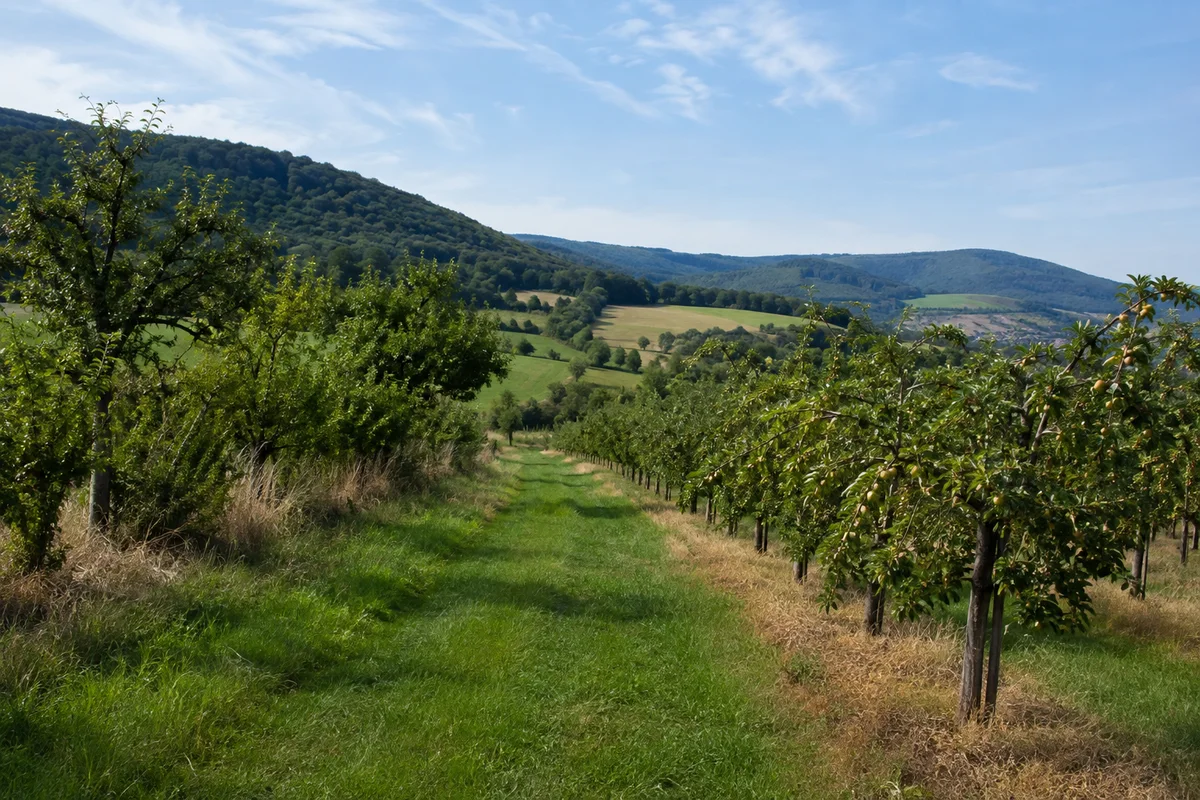 Unterrieden: Obstplantagen mit gepflegtem Grasweg und bewaldeten Hügeln am Talrand