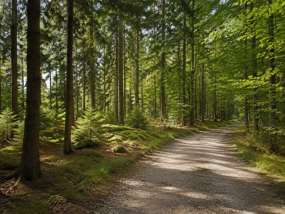Etterschlager Wald: ebener bis leicht gewellter Mischwald mit Buchen und Fichten, breiter Schotterwanderweg