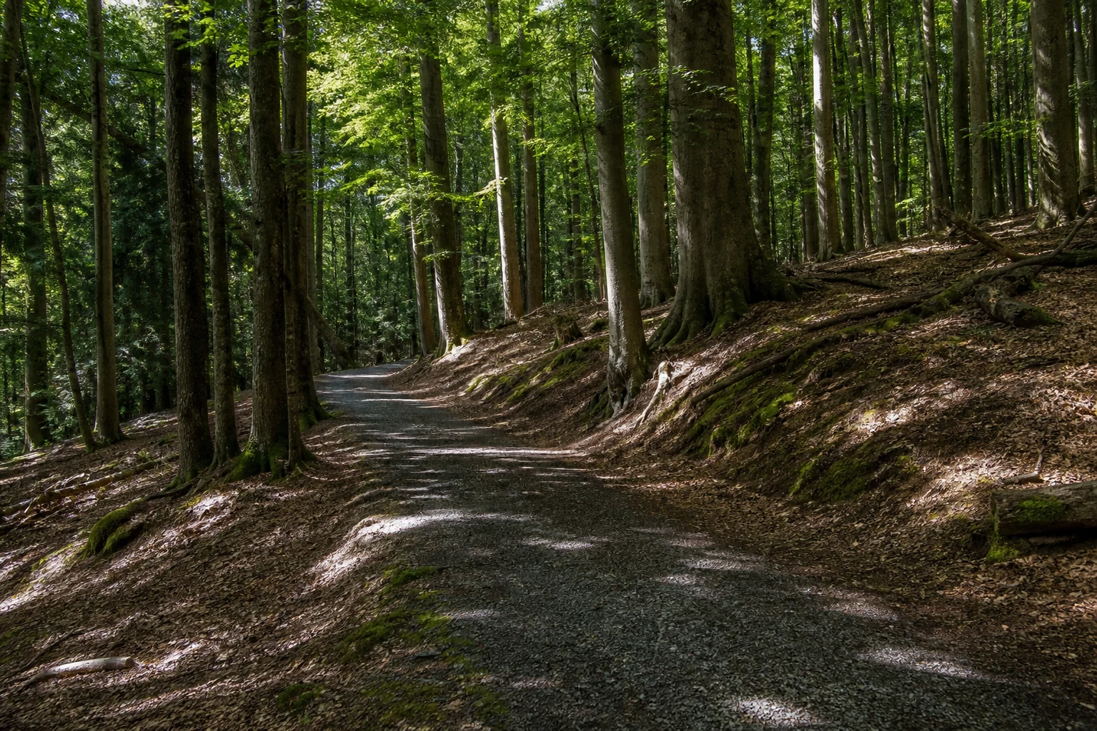 Buchenwald bei Wolfgarten