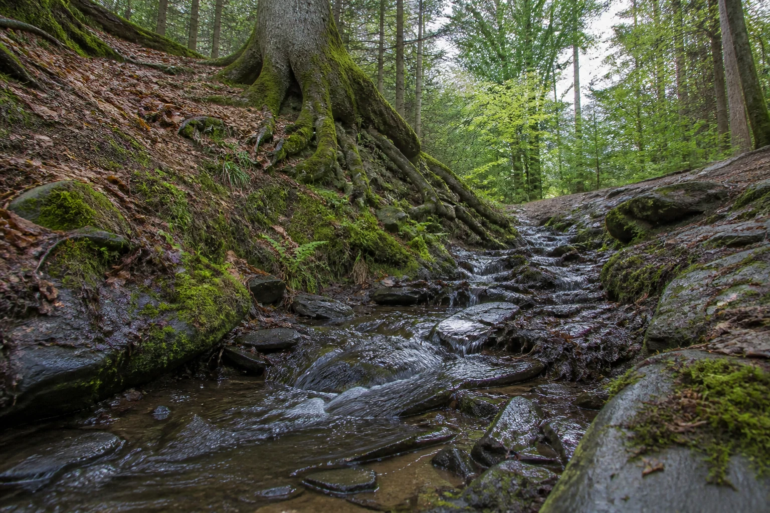Böttenbach unterhalb von Wolfgarten