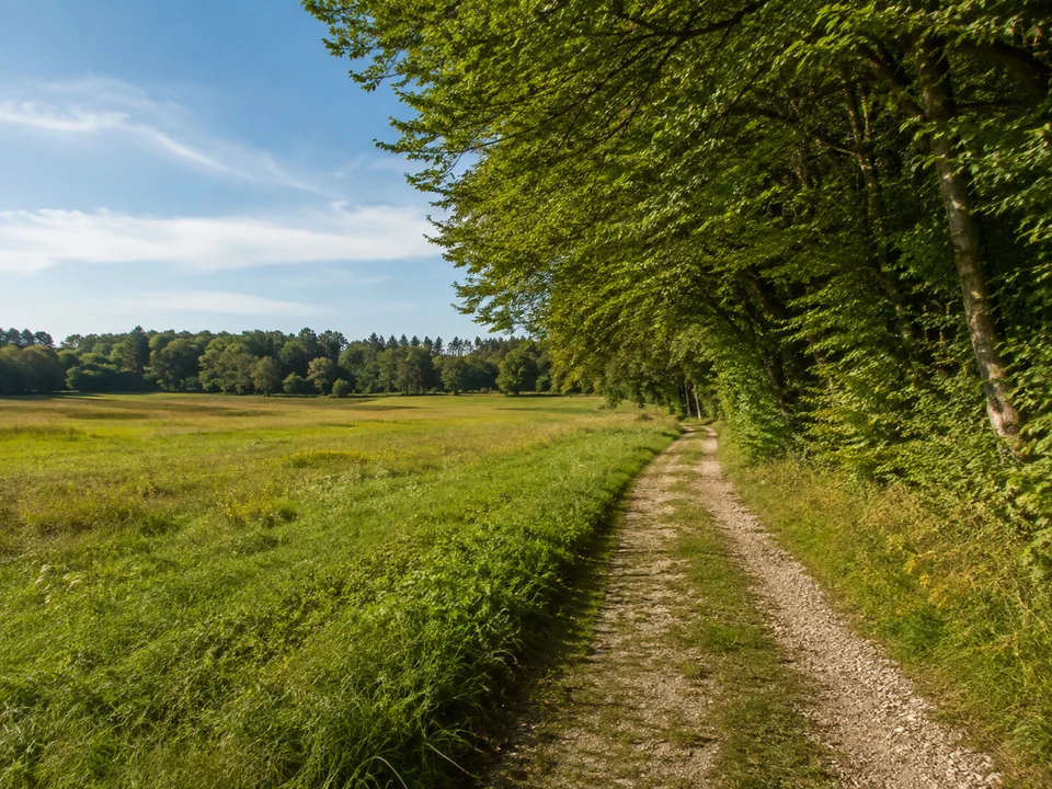 Waldram am Auenrand: flache Wiesen und dichter Laubwaldsaum mit öffentlichem Feldweg, keine Berge im Vordergrund
