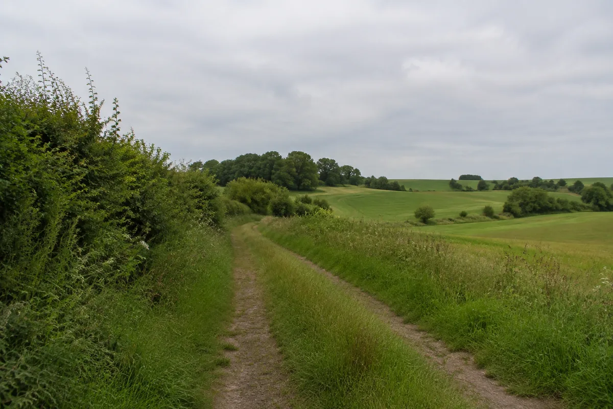 Feldweg bei Hohendorf mit Hecken und sanften Bodenwellen