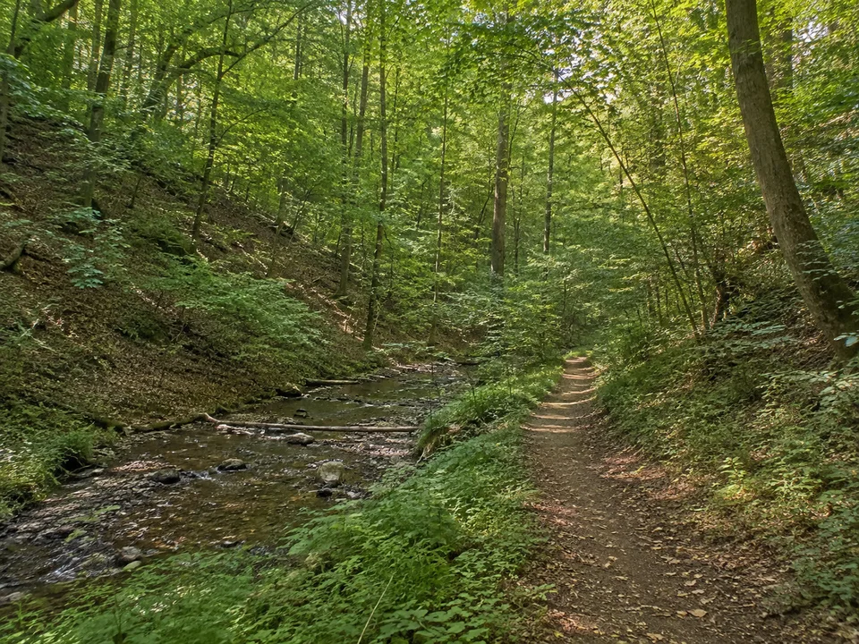 Schattiges Steinbachtal: Laubwaldweg im engen grünen Steinbachtal westlich Würzburgs, niedrige bewaldete Hänge und ein kleiner Bach, kein Gebirgsfluss