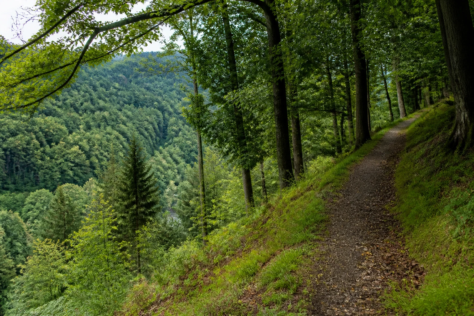 Waldpfad am Hang im Staatsforst Burgholz in Wuppertal