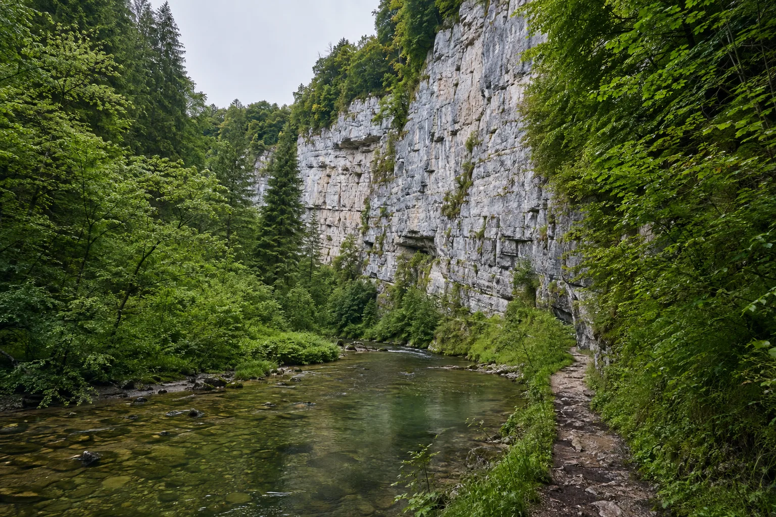 Wutachflühen: heller Kalkfels über dem Fluss und naturnaher Schluchtwald
