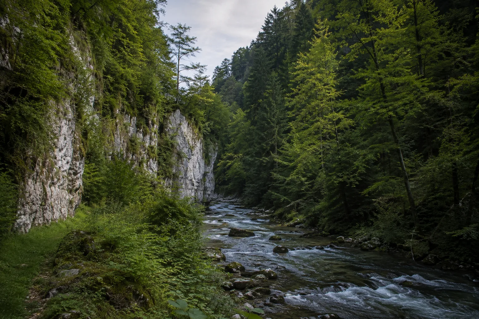 Wutachschlucht: Schattenmühle: Wutachschlucht: wilder Fluss zwischen hellen Kalkfelsen und dichtem Schluchtwald