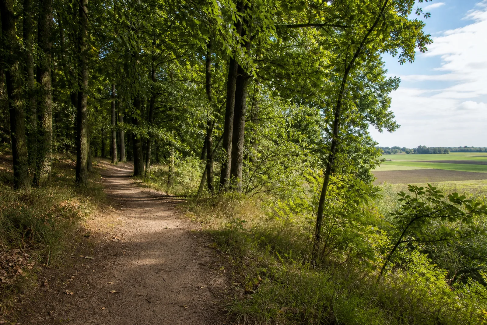 Laubwaldweg auf dem Fürstenberg bei Xanten-Birten