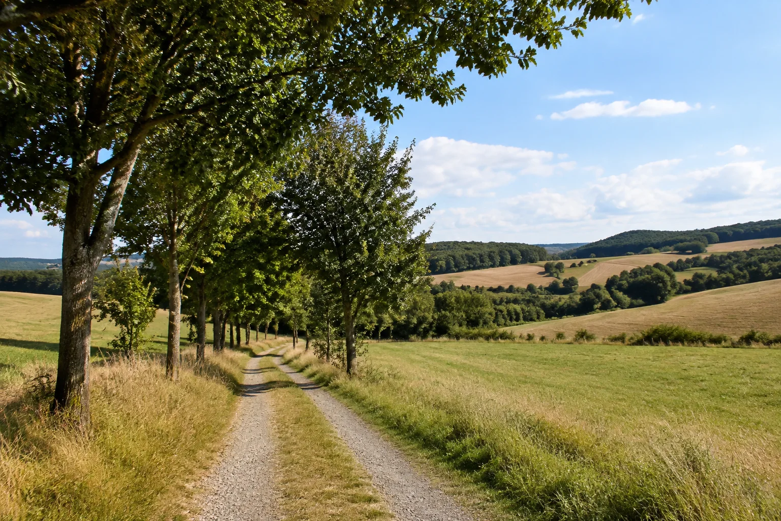 Leitlitzer Feldweg: ländlicher Wiesenweg zwischen Baumreihen und sanften Ackerhügeln