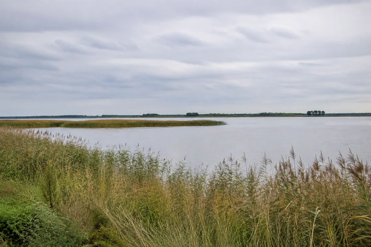 Schilfufer am Zingster Bodden mit flachem Wasser