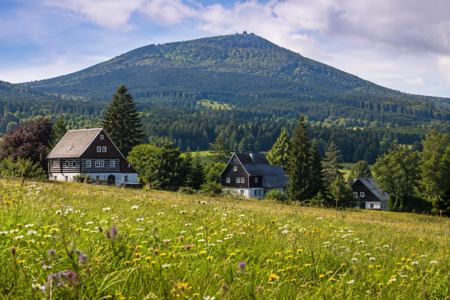 Lausche: bewaldete Vulkankuppe über blühenden Bergwiesen