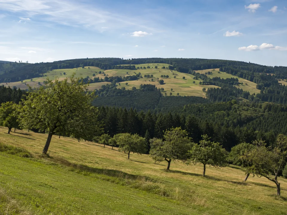 Biederbacher Höhen: Sanfte Schwarzwaldhöhen mit offenen Wiesen, verstreuten Obstbäumen und dunklen Waldstreifen