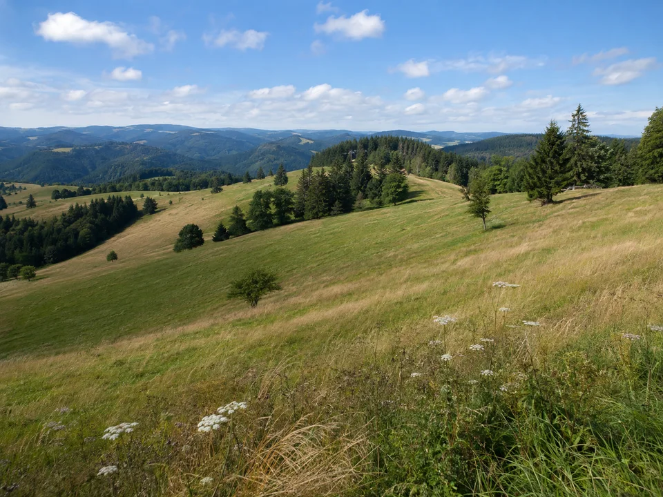 Höhenhäuser Wiesen: Offene hügelige Wiesen am westlichen Schwarzwaldrücken bei Biederbach mit kleinen Waldinseln und weiter Sicht auf runde Höhen