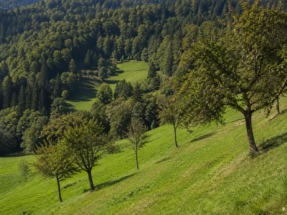 Oberprechtäler Talhänge: Grüne steilere Wiesen am oberen Elztal mit Obstbäumen und dicht bewaldeten Hügeln