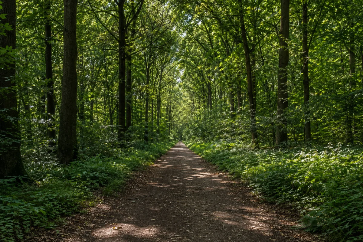Zwenkauer Eichholz: alter dichter Laubwald mit ebenem Weg und grüner Krautschicht