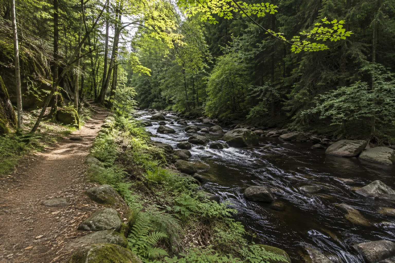 Ludwigsthal: Flussweg am Großen Regen nahe naturnahem Bergmischwald