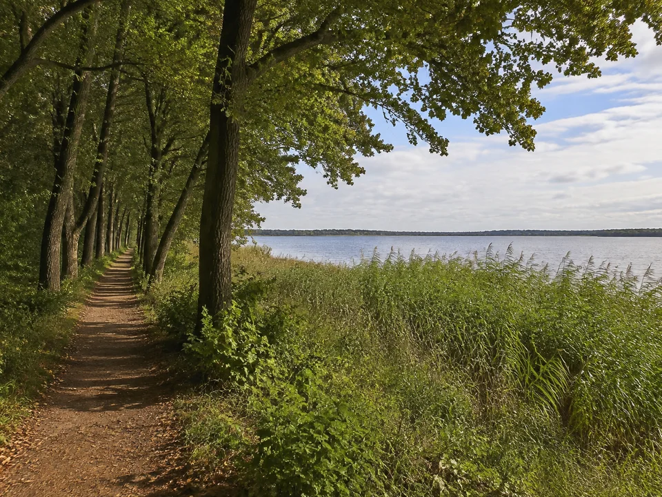 Rostrupper Ufer: Schmaler Seeuferweg unter Eichen und Buchen, dahinter Schilf und offene Seefläche mit fernem flachem Ufer